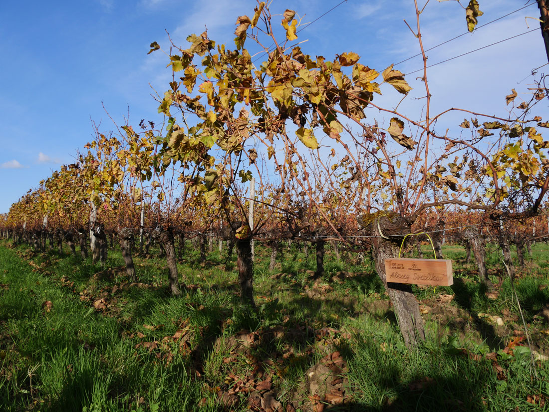 Виноградник на урожай